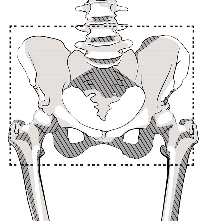 pelvic-field.png